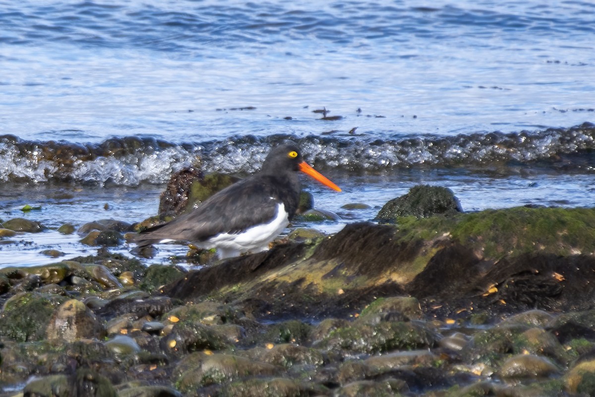 Magellanic Oystercatcher - ML634285529