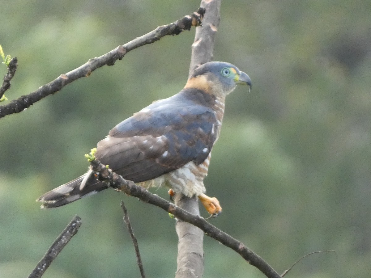 Hook-billed Kite (Grenada) - ML634285713