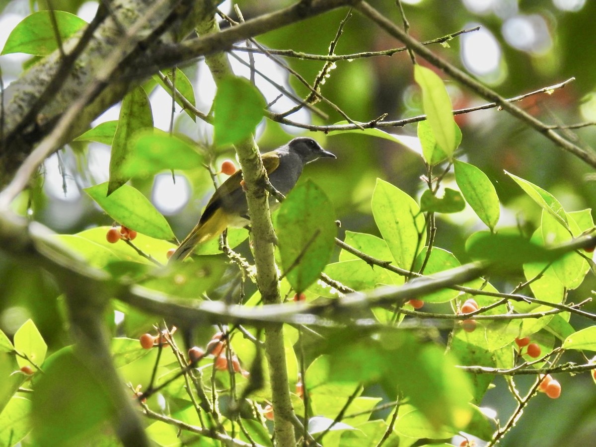 Gray-bellied Bulbul - ML634285748