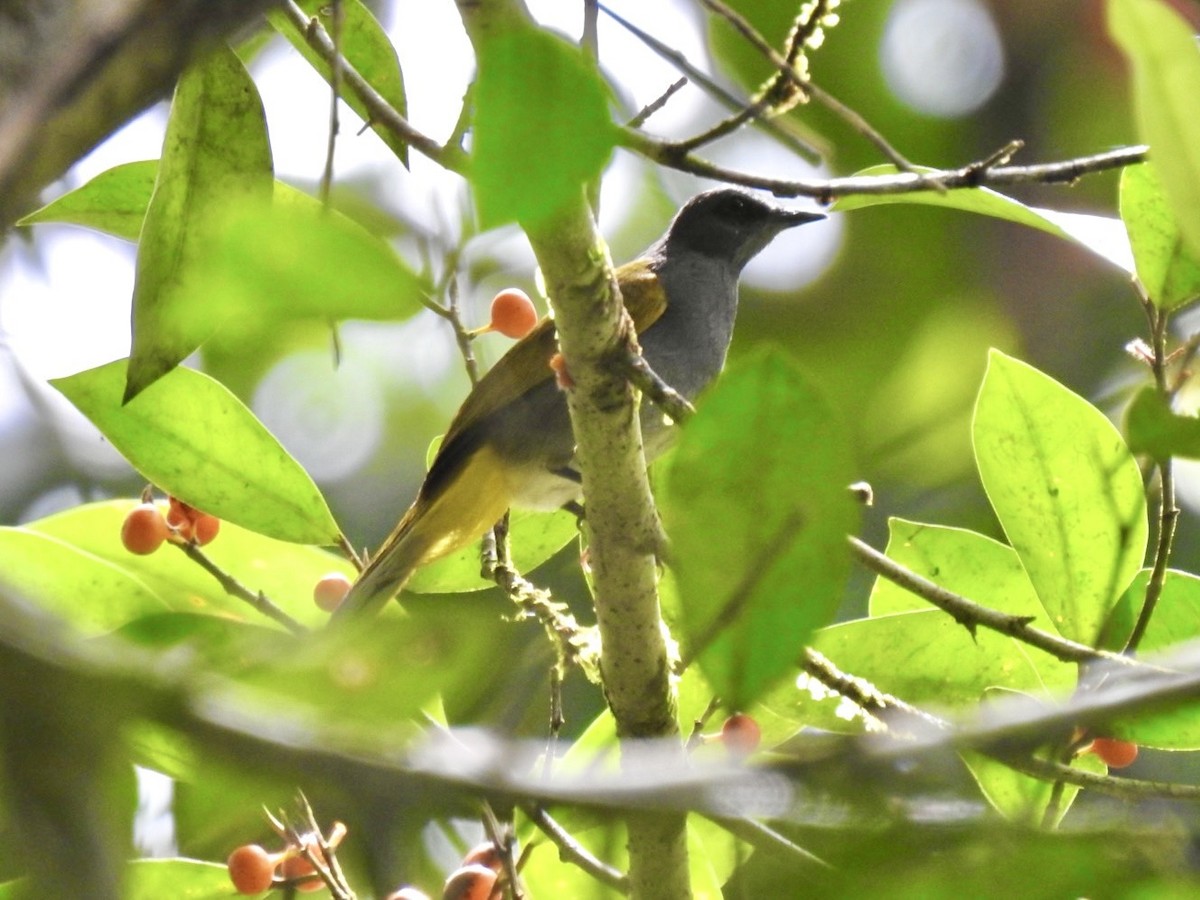 Gray-bellied Bulbul - ML634285749