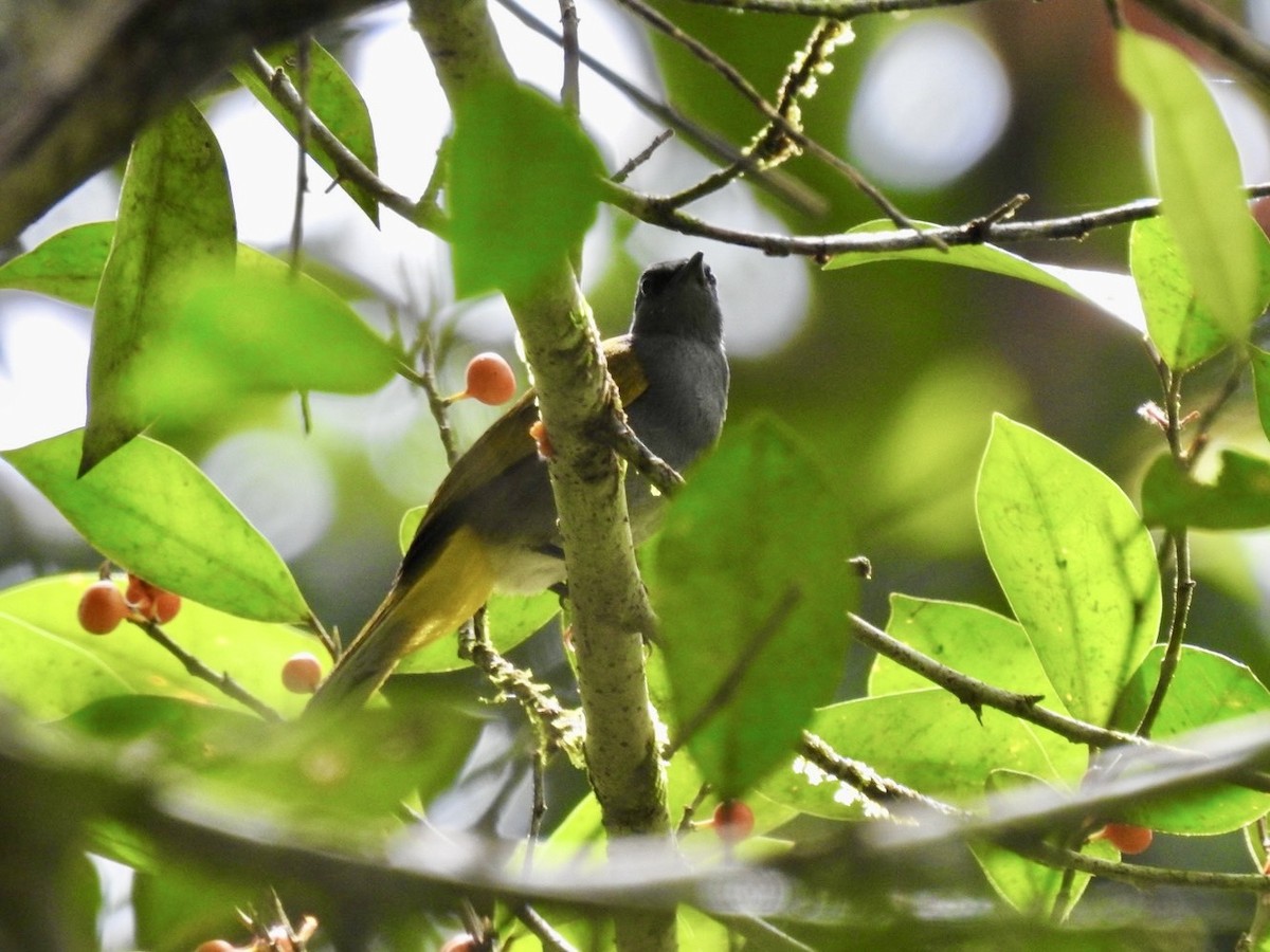 Gray-bellied Bulbul - ML634285750