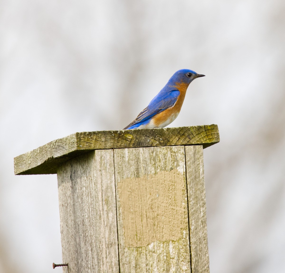 Eastern Bluebird - ML634285763
