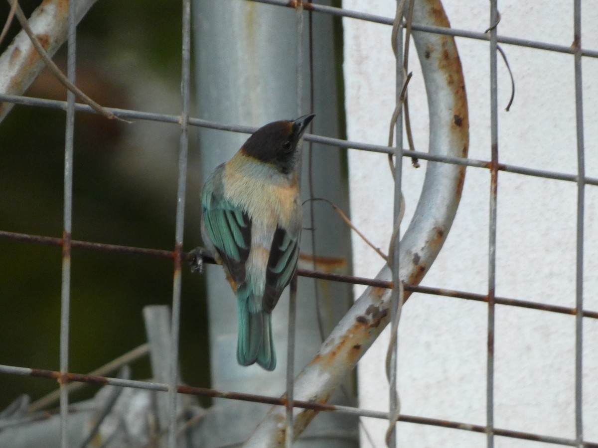Lesser Antillean Tanager (Grenada) - ML634285770