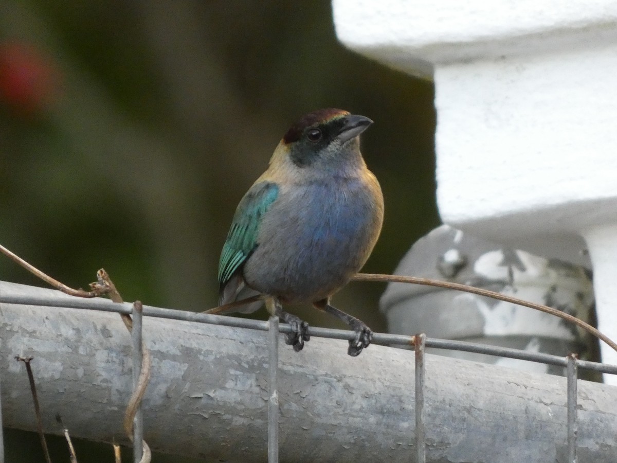 Lesser Antillean Tanager (Grenada) - ML634285772