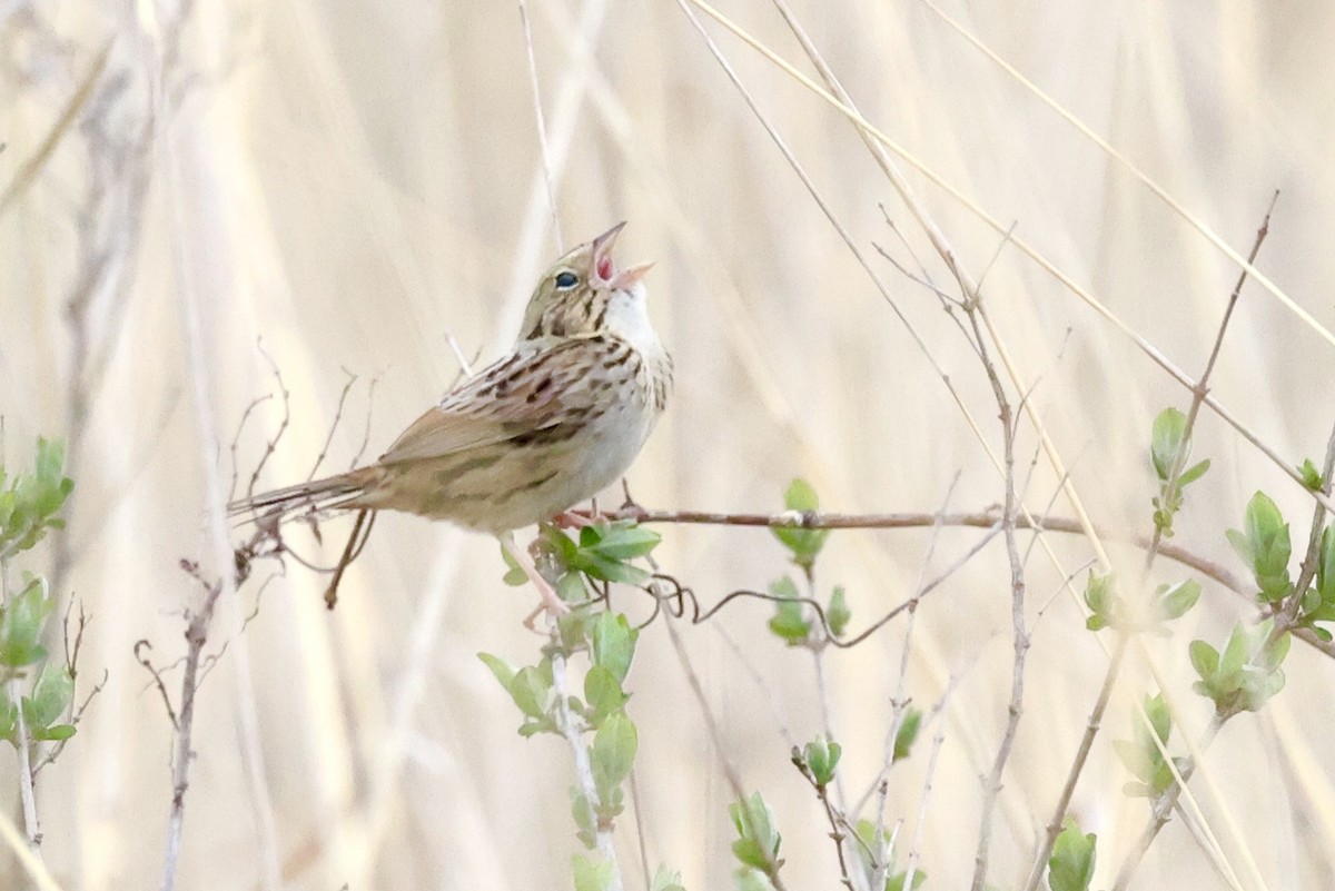 Henslow's Sparrow - ML634285781