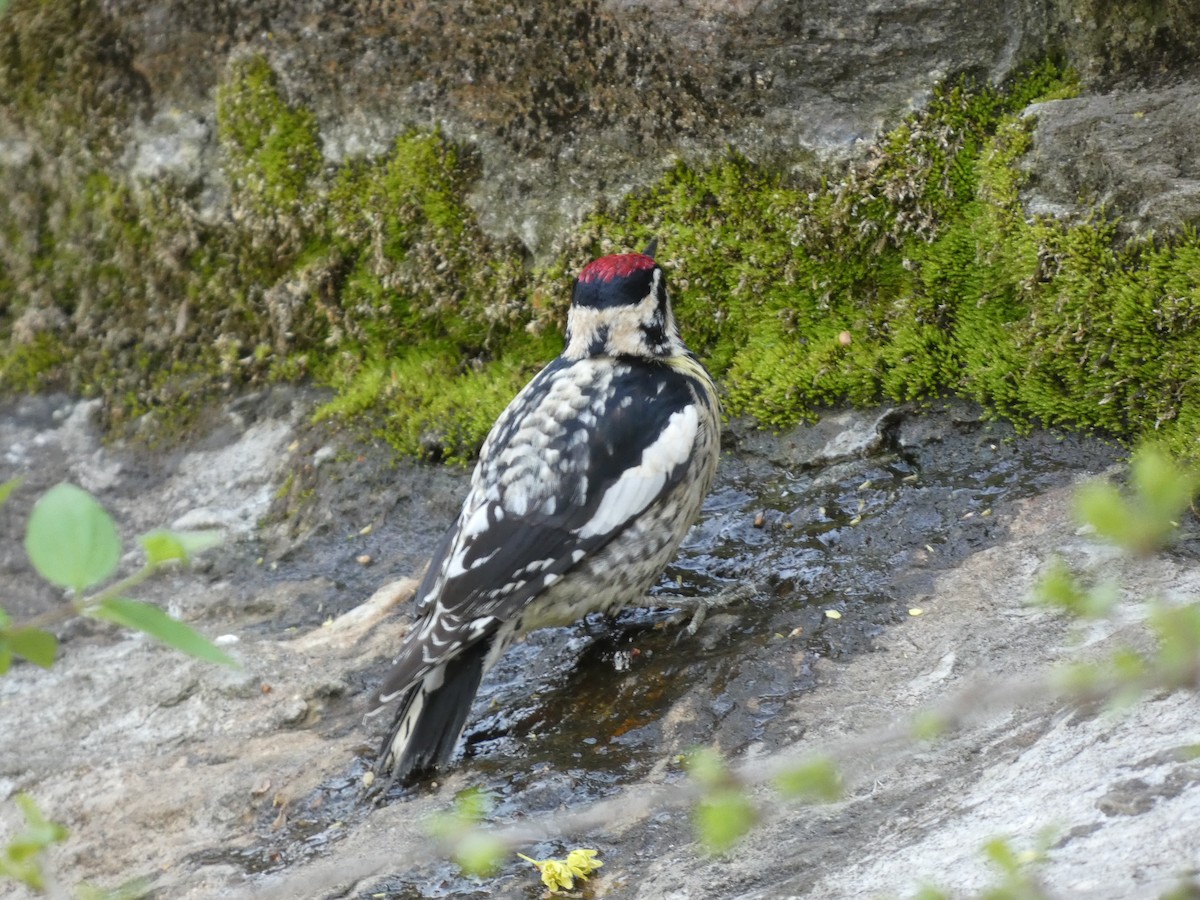 Yellow-bellied Sapsucker - ML634285826