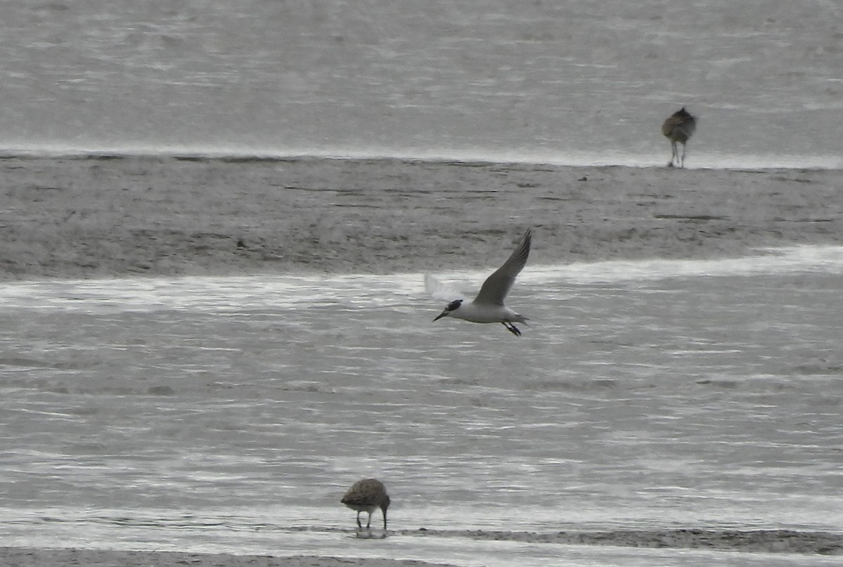 Forster's Tern - ML634285840
