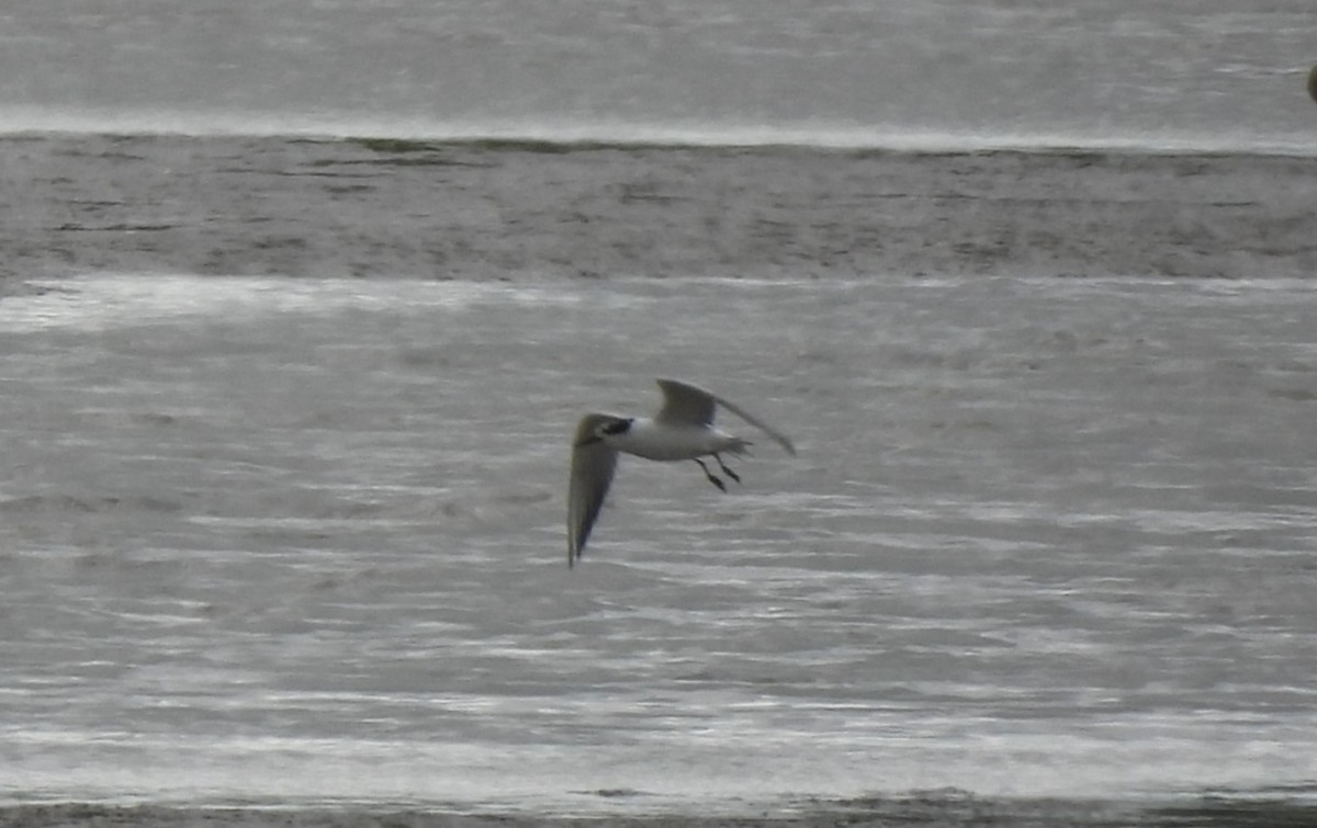 Forster's Tern - ML634285841