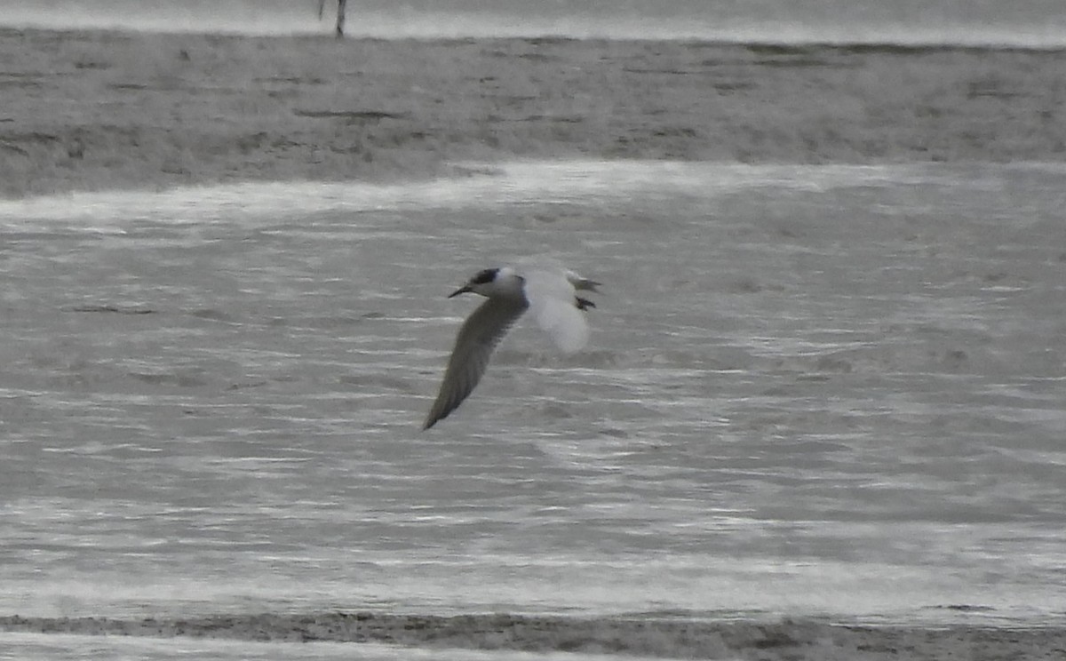 Forster's Tern - ML634285842