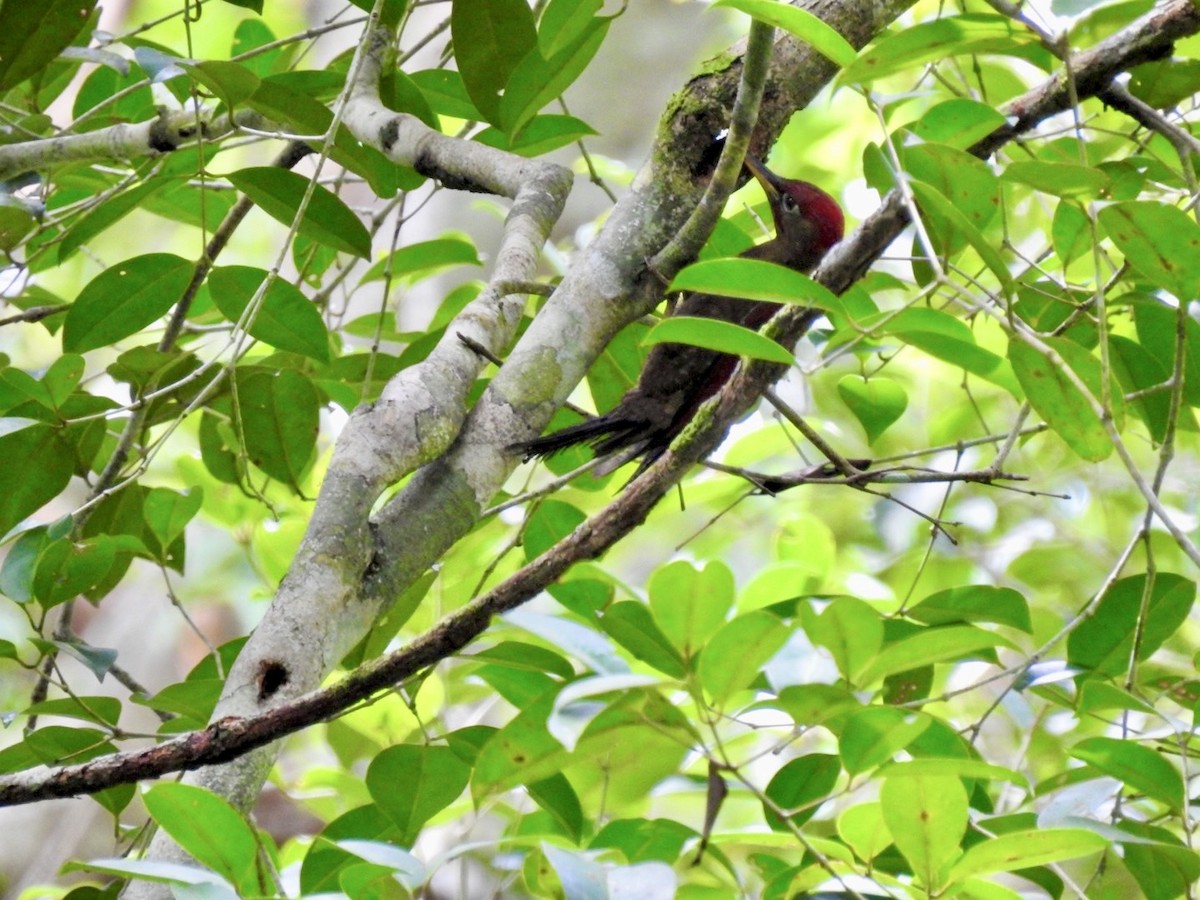 Crimson-winged Woodpecker - ML634285845