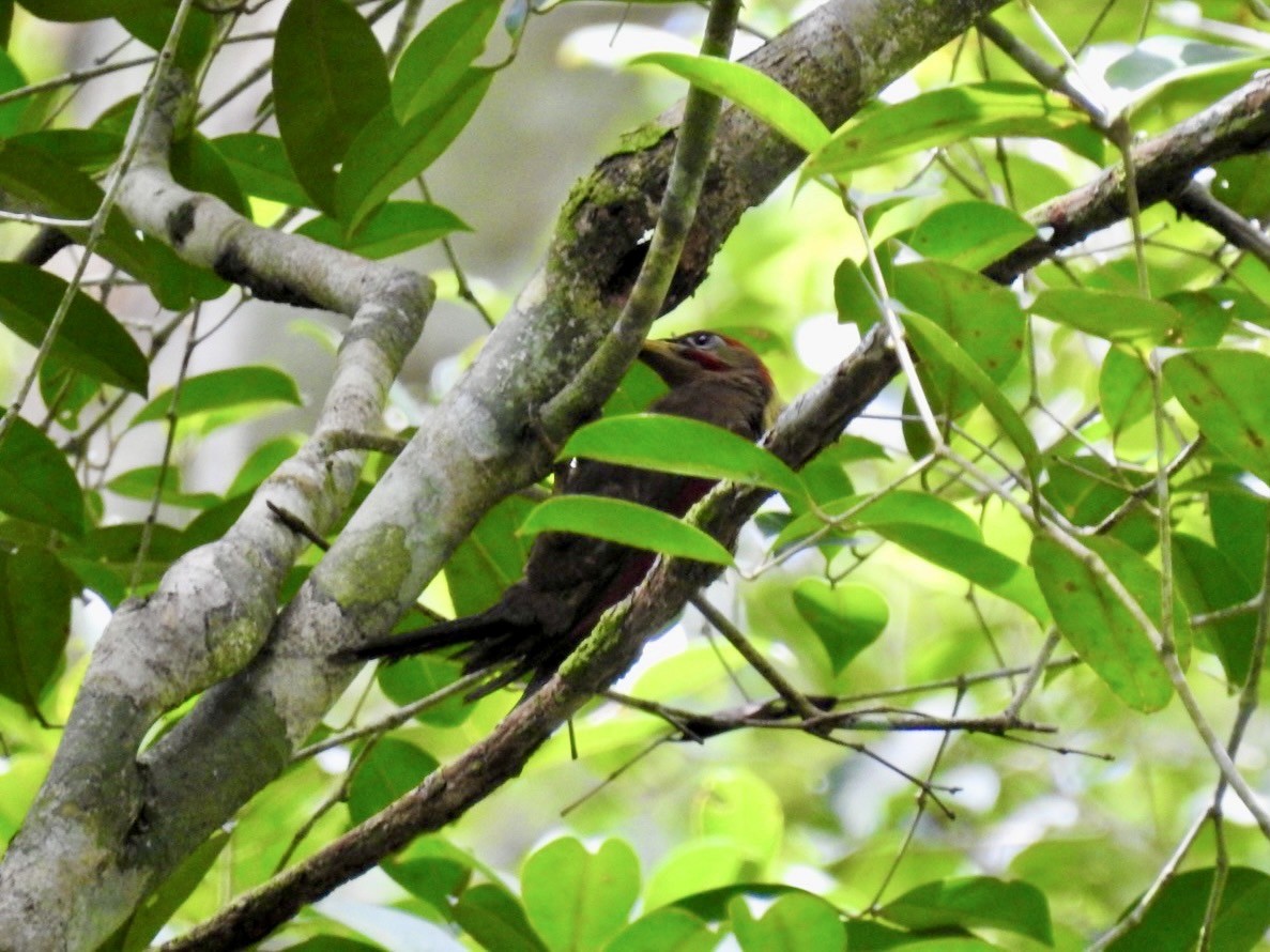 Crimson-winged Woodpecker - ML634285847