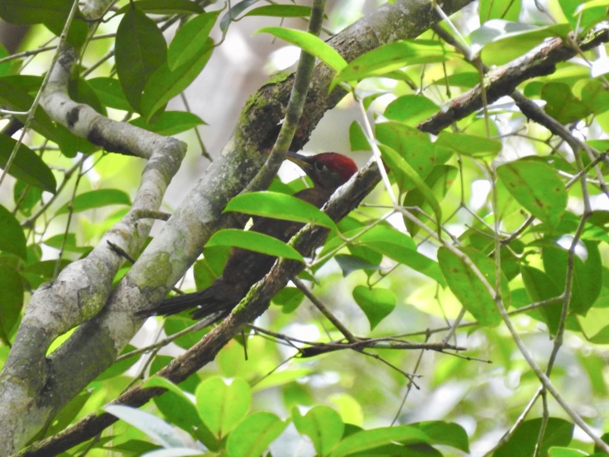 Crimson-winged Woodpecker - ML634285848