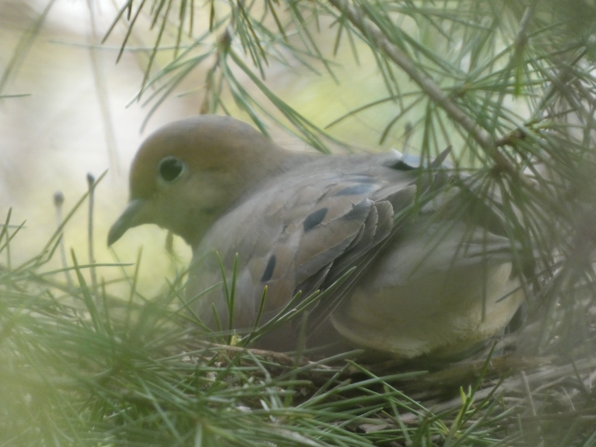 Mourning Dove - ML634285849