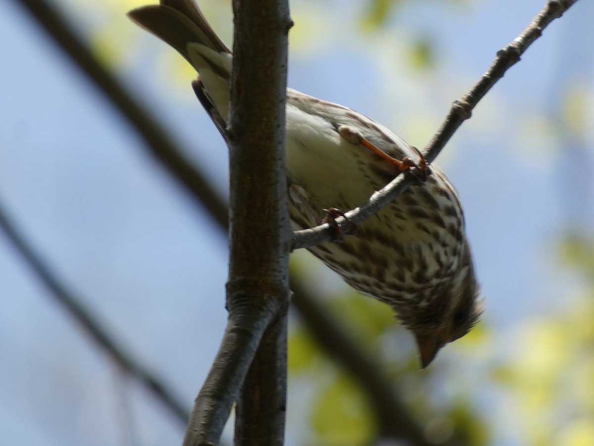 Purple Finch (Eastern) - ML634285917