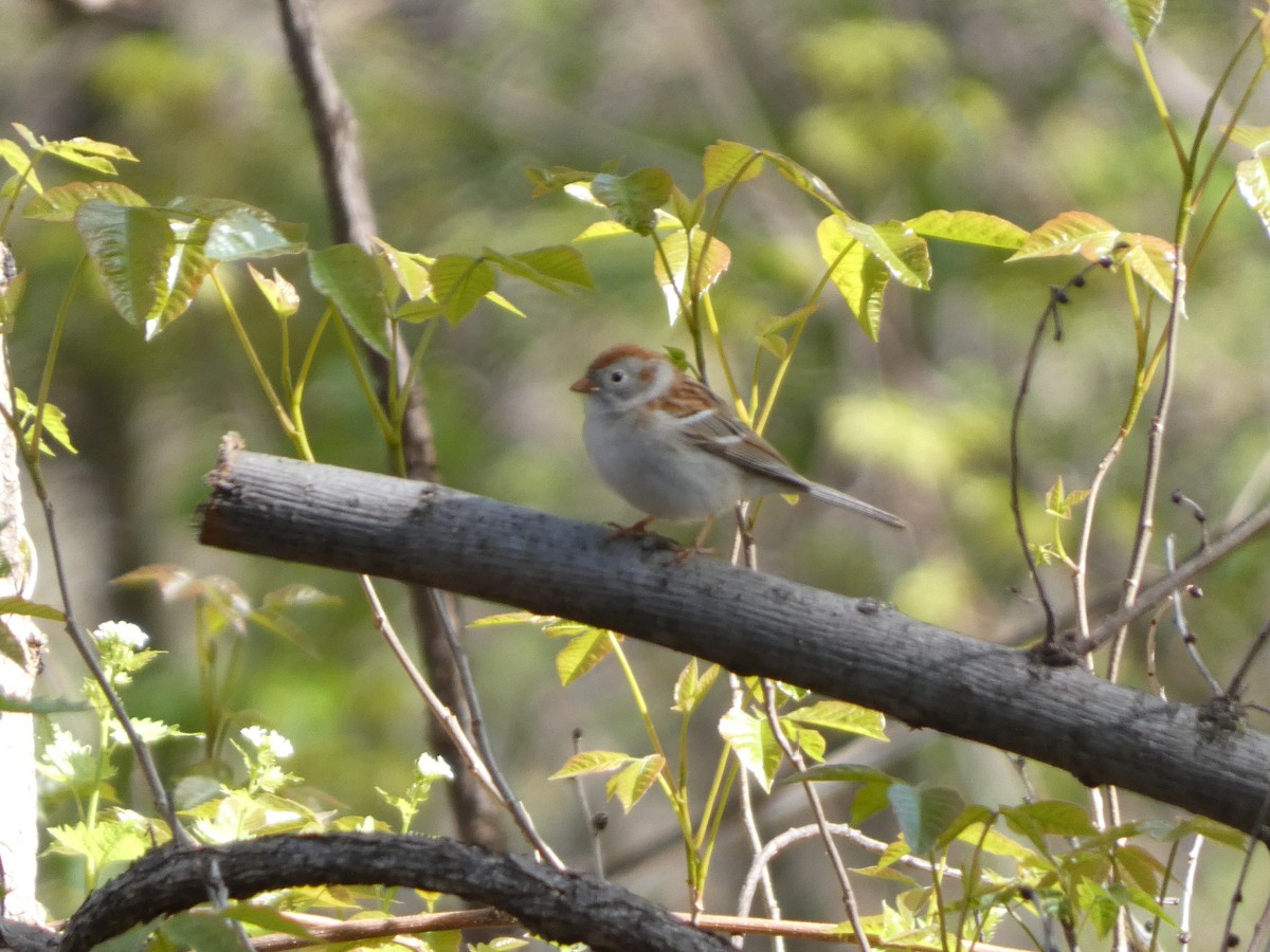 Field Sparrow - ML634285920