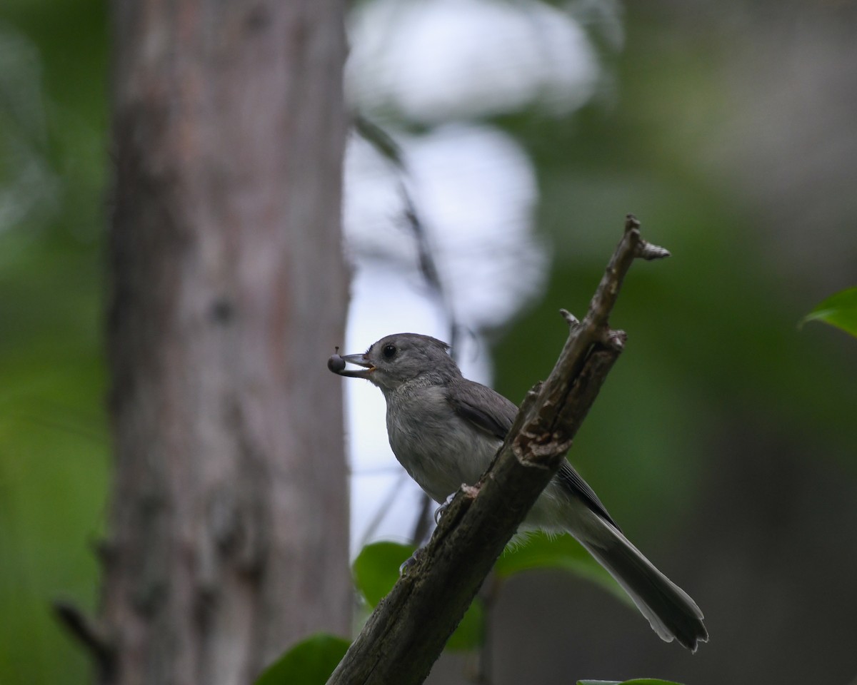 Tufted Titmouse - ML634285936