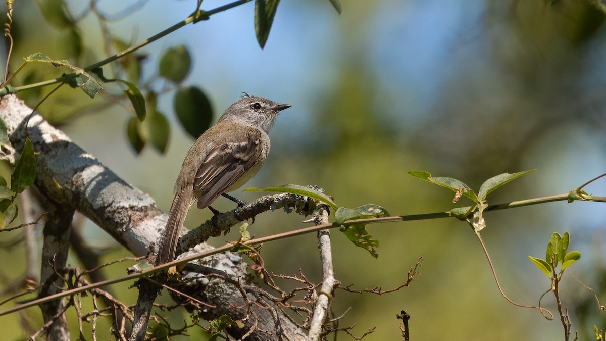 White-crested Tyrannulet (Sulphur-bellied) - ML634285944