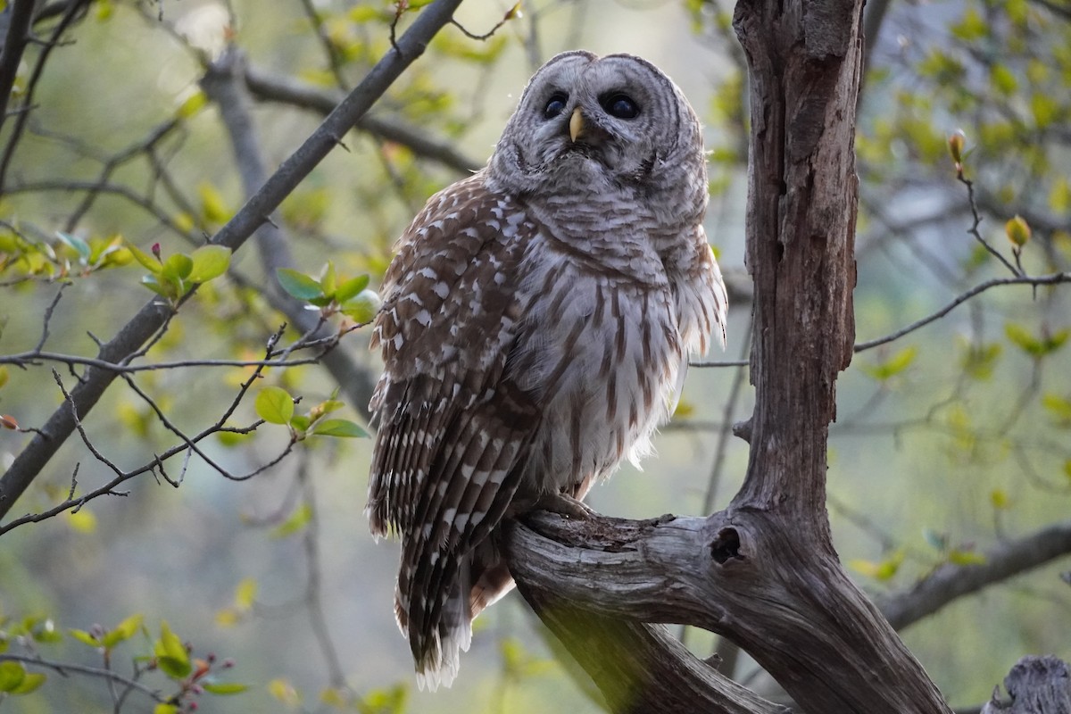 Barred Owl - ML634285994
