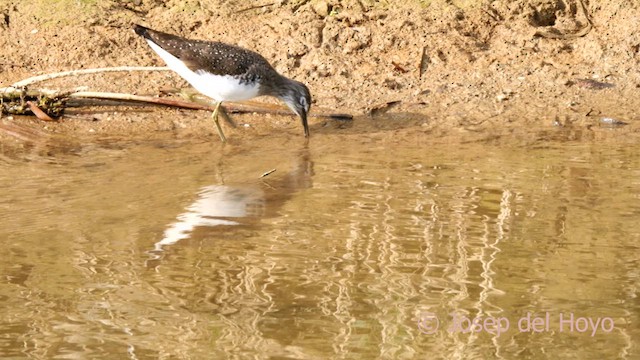 Green Sandpiper - ML634286085