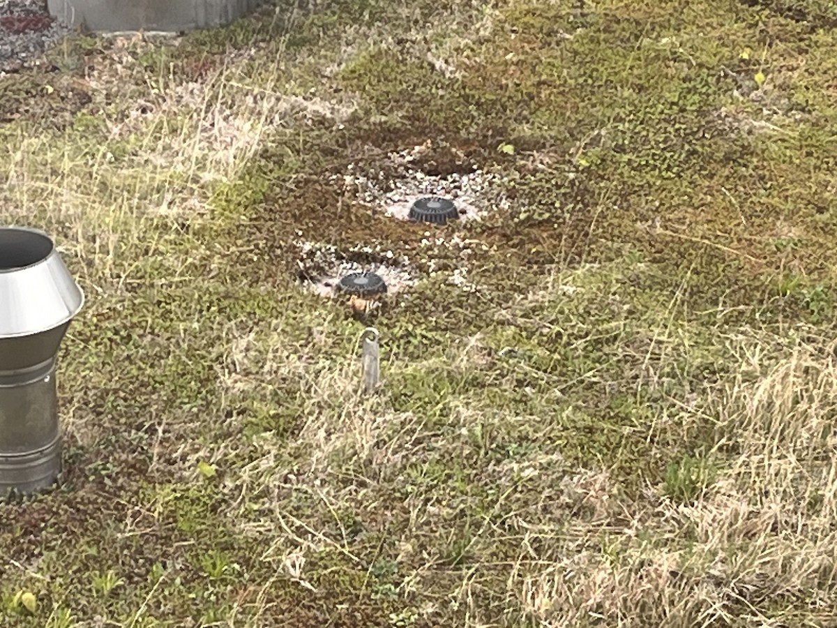 Common Hoopoe - ML634286113