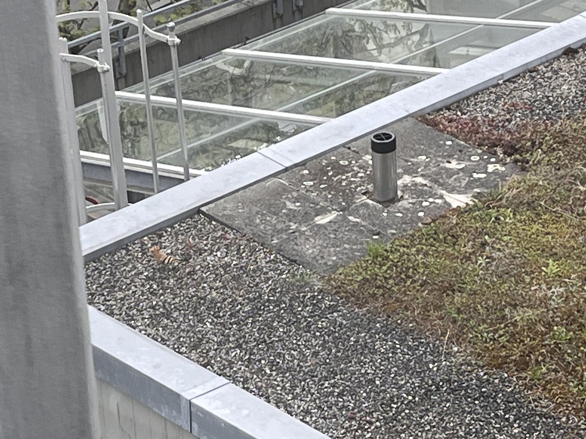 Common Hoopoe - ML634286114