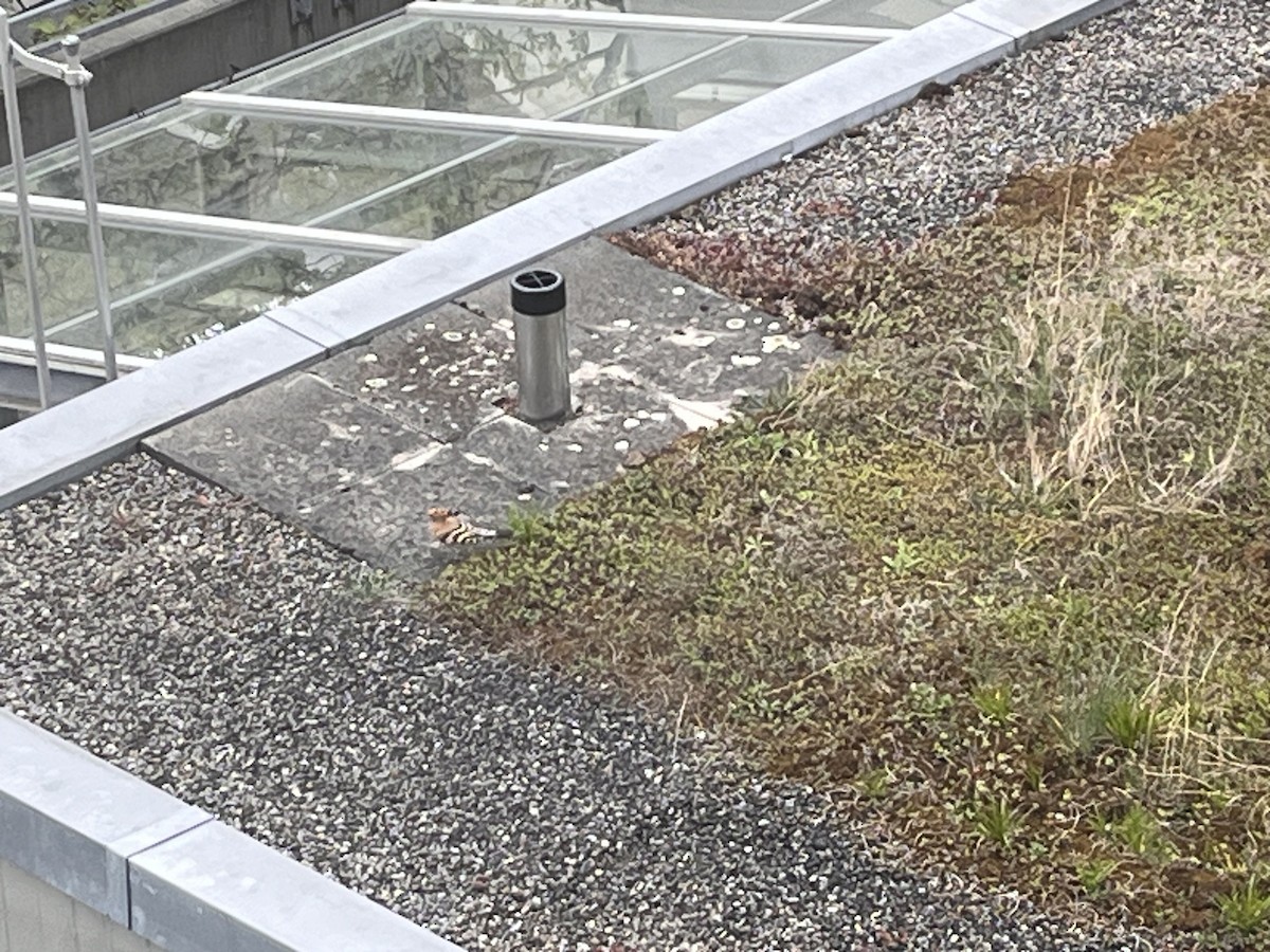 Common Hoopoe - ML634286115