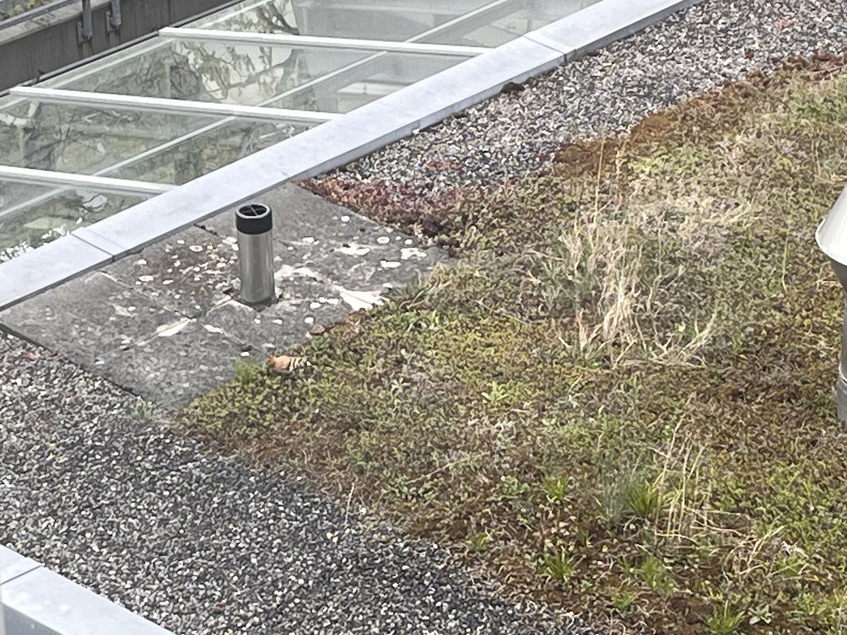 Common Hoopoe - ML634286116