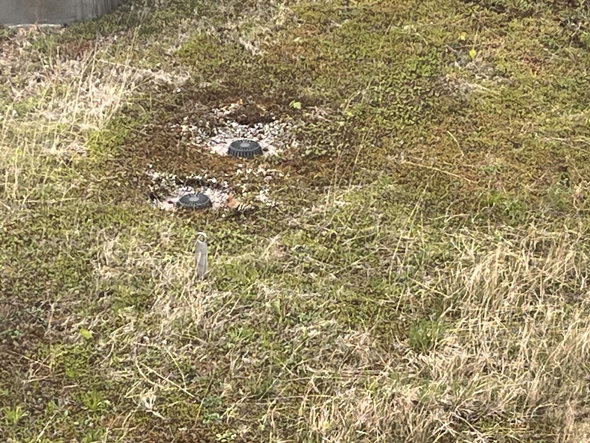 Common Hoopoe - ML634286117