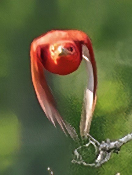 Summer Tanager - ML634286357