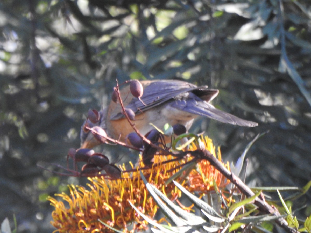 Rufous-backed Robin - ML634286524