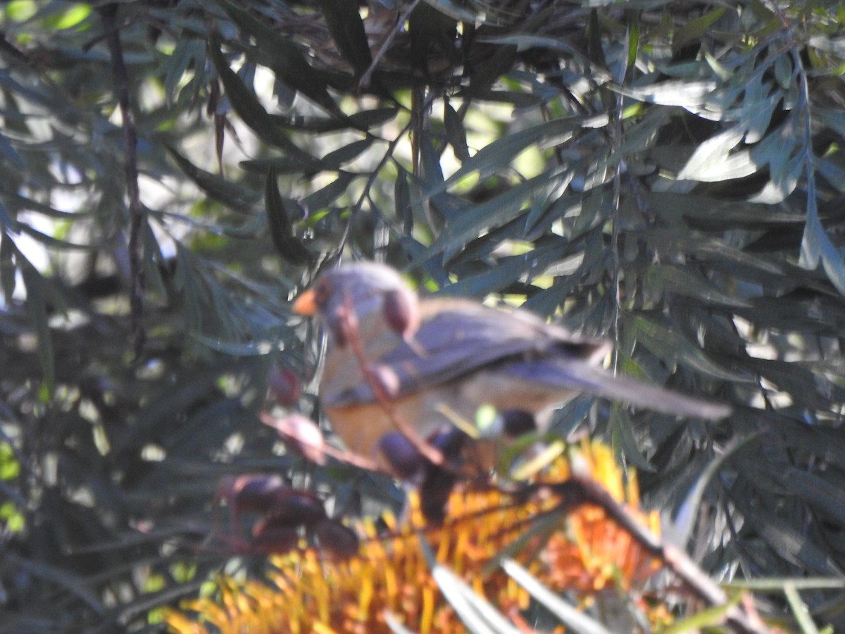 Rufous-backed Robin - ML634286525