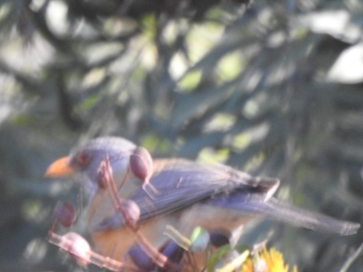 Rufous-backed Robin - ML634286526