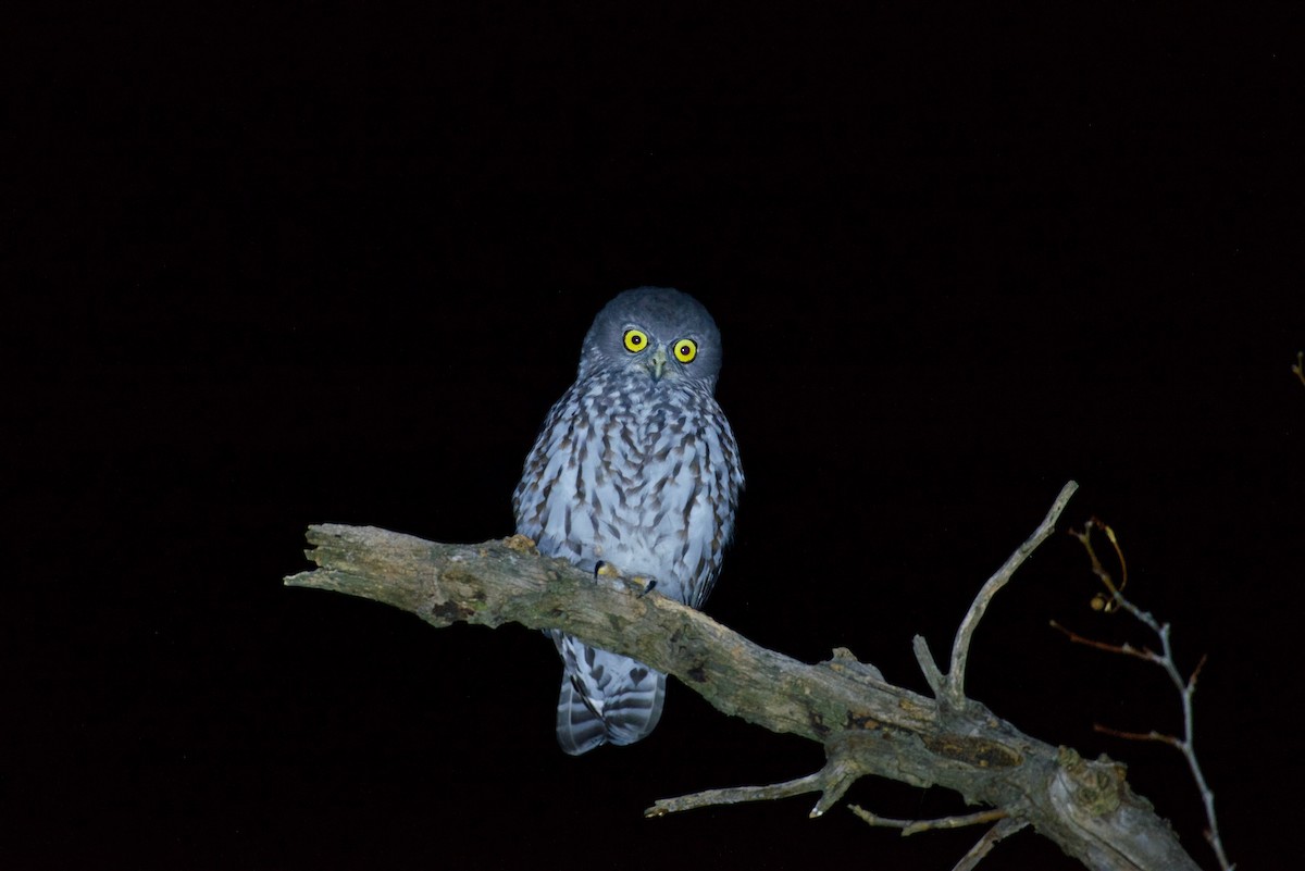 Barking Owl - ML634286549