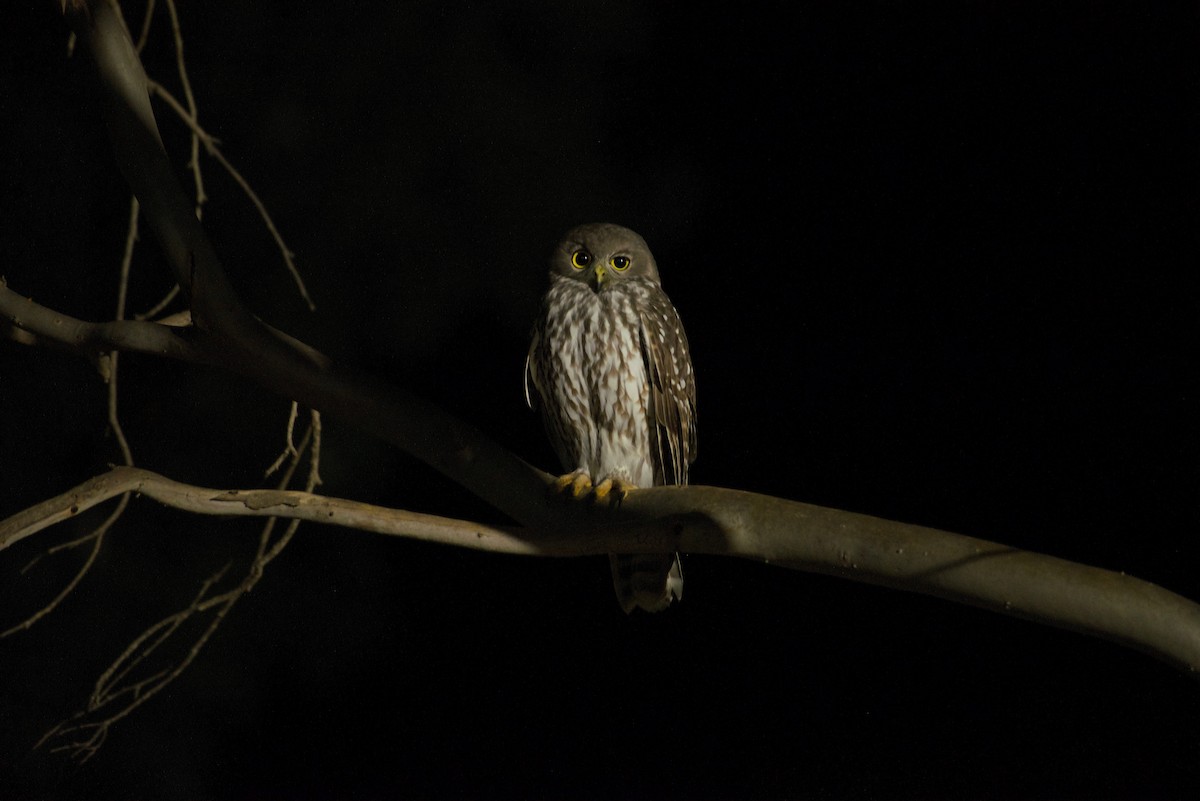 Barking Owl - ML634286550