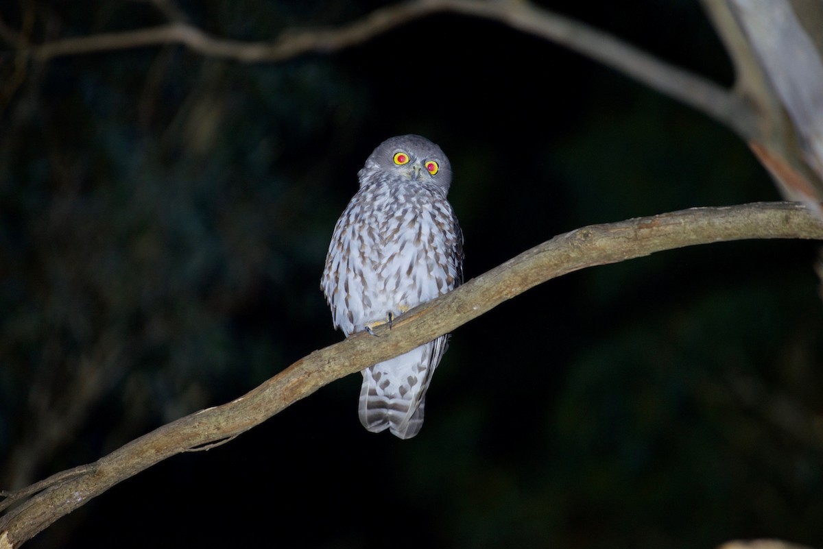 Barking Owl - ML634286551