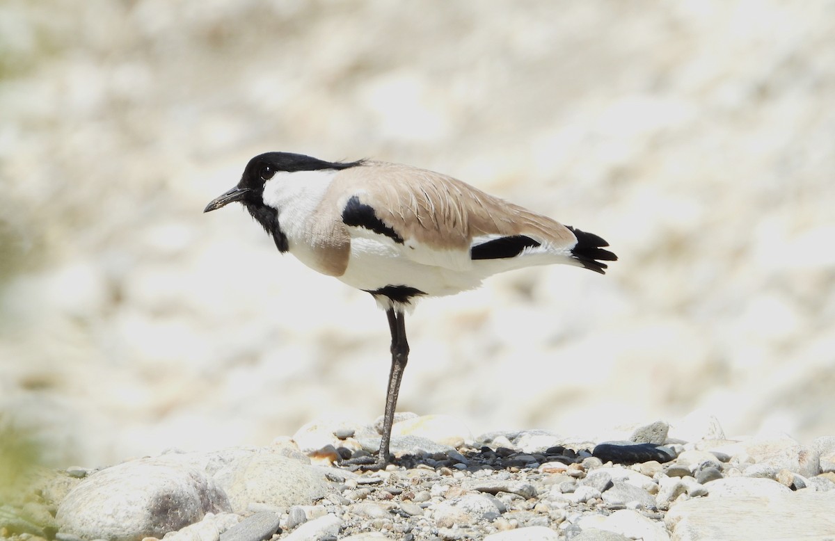 River Lapwing - ML634286567