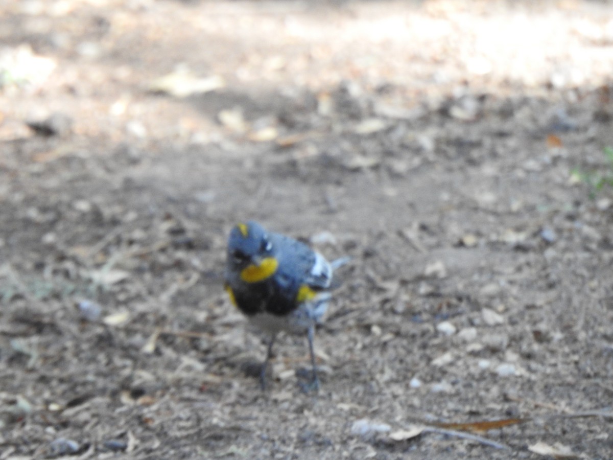 Yellow-rumped Warbler - ML634286581