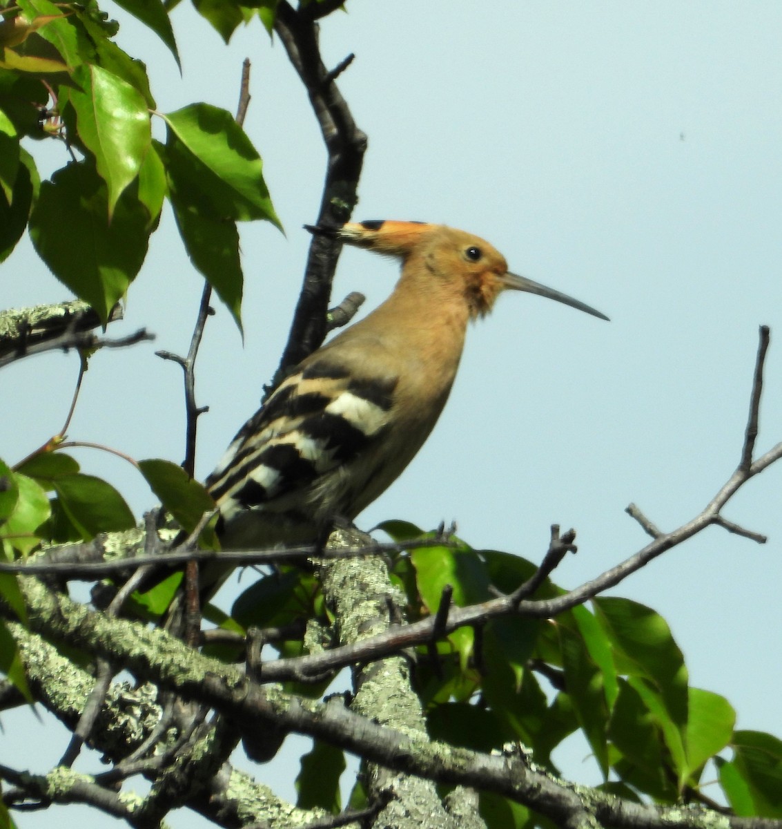 Common Hoopoe - ML634286590