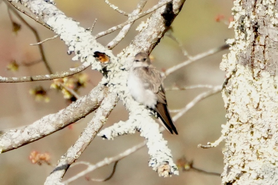 Northern Rough-winged Swallow - ML634286600