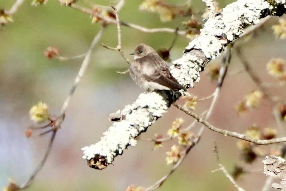 Northern Rough-winged Swallow - ML634286601