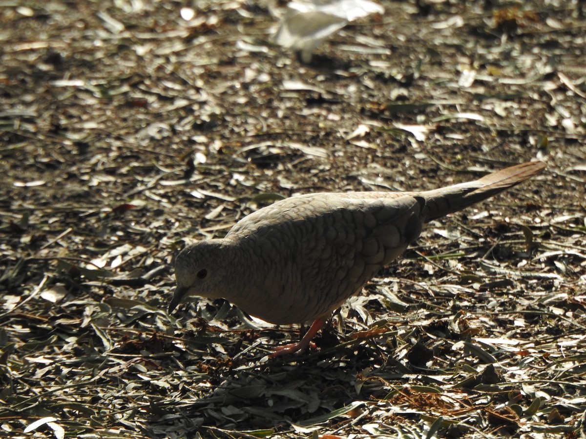 Inca Dove - ML634286632