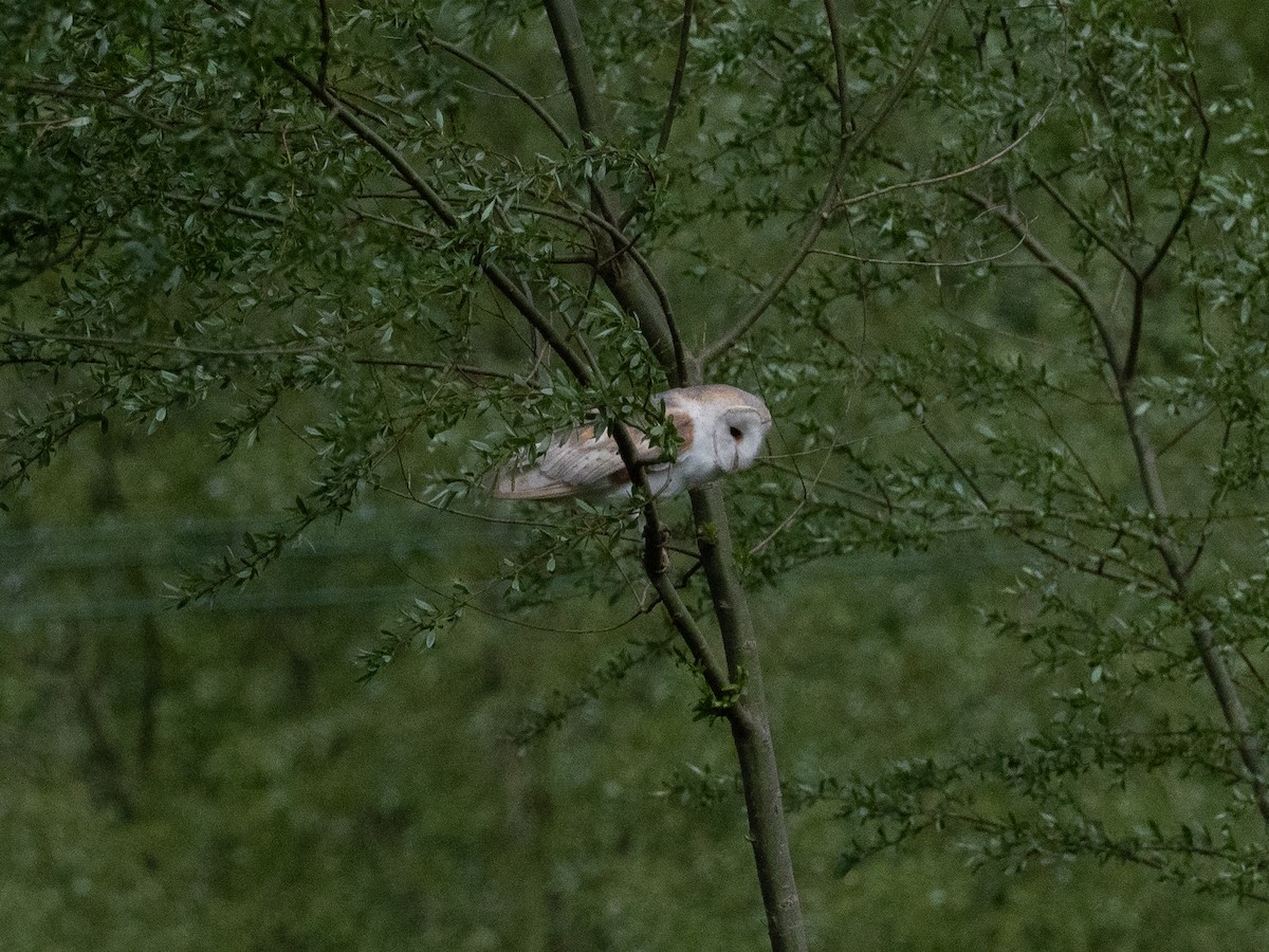Hontz zuri eurasiarra - ML634286700