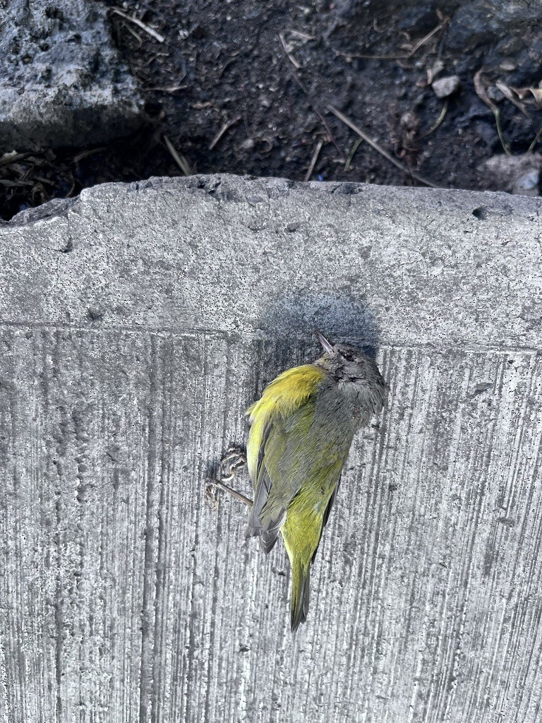 Nashville Warbler - ML634286709