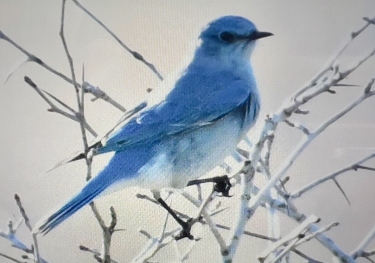 Mountain Bluebird - ML634286763