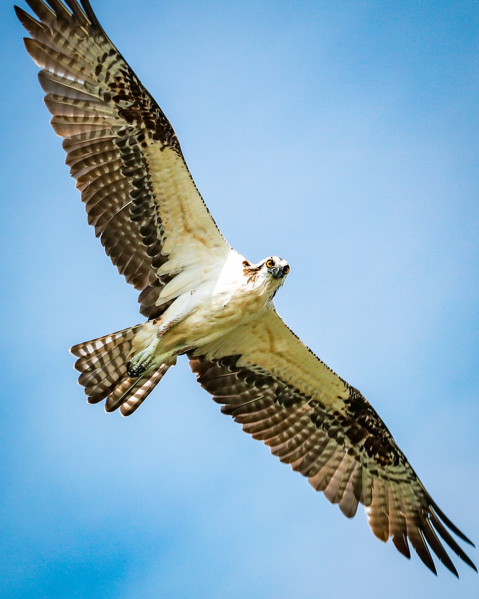 orlovec říční - ML634286844