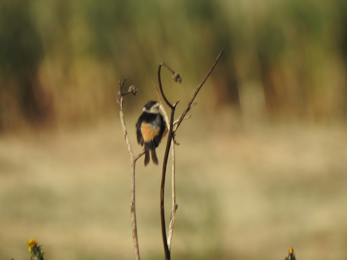 Cinnamon-rumped Seedeater - ML634286914