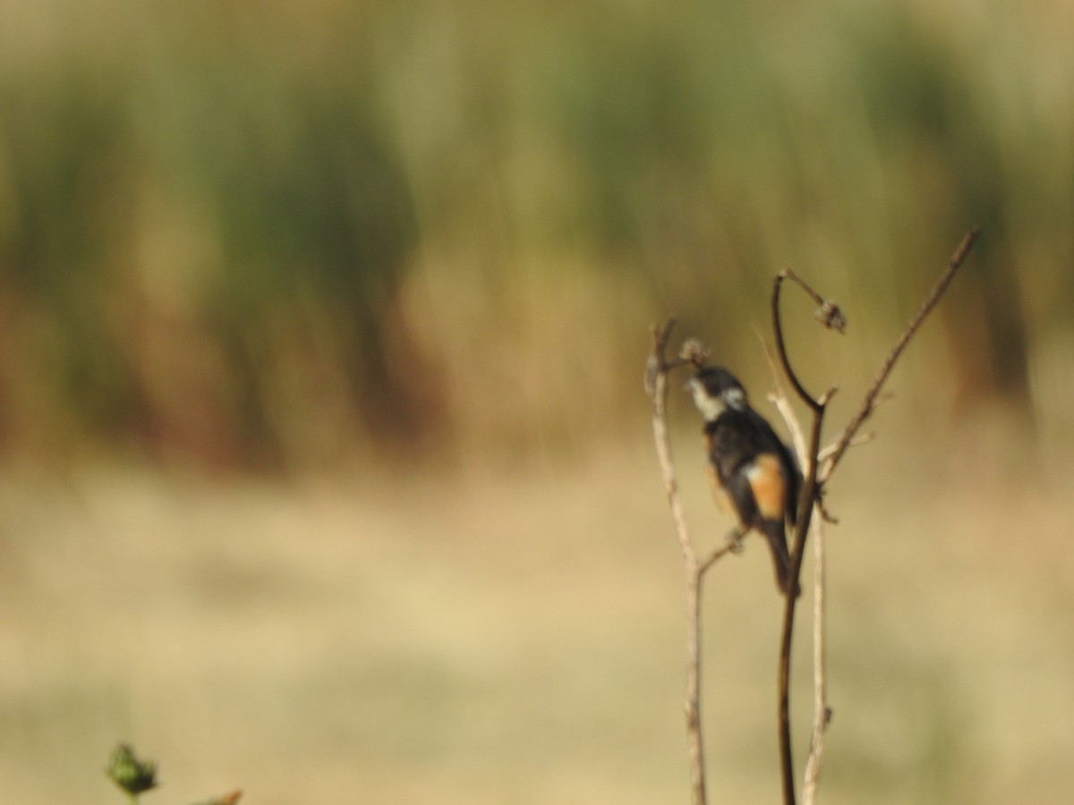 Cinnamon-rumped Seedeater - ML634286915