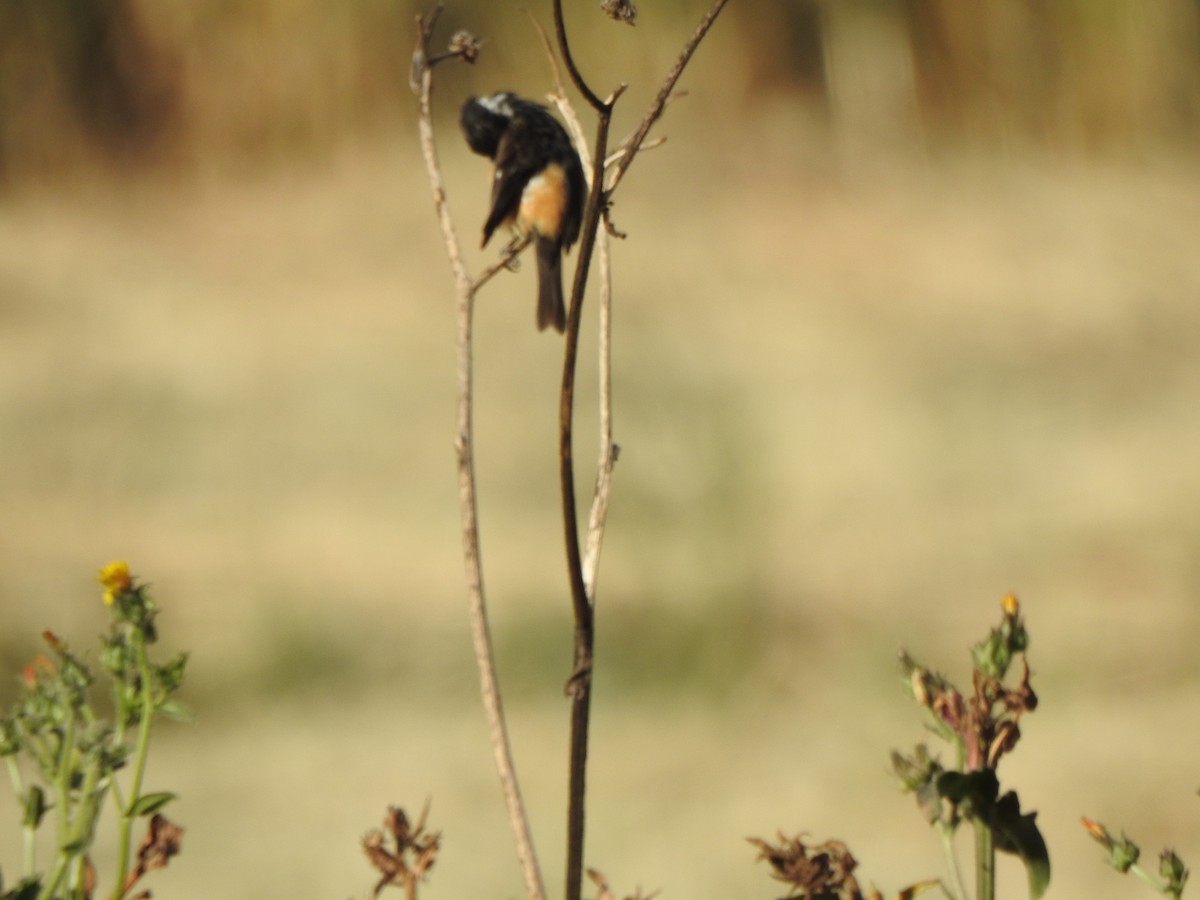 Cinnamon-rumped Seedeater - ML634286916