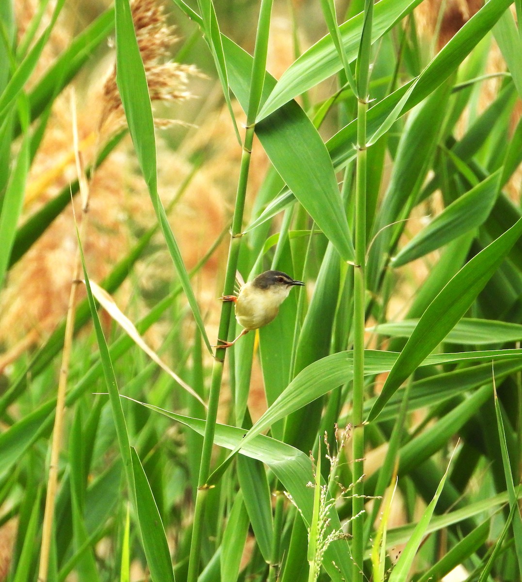 Yellow-bellied Prinia - ML634286922
