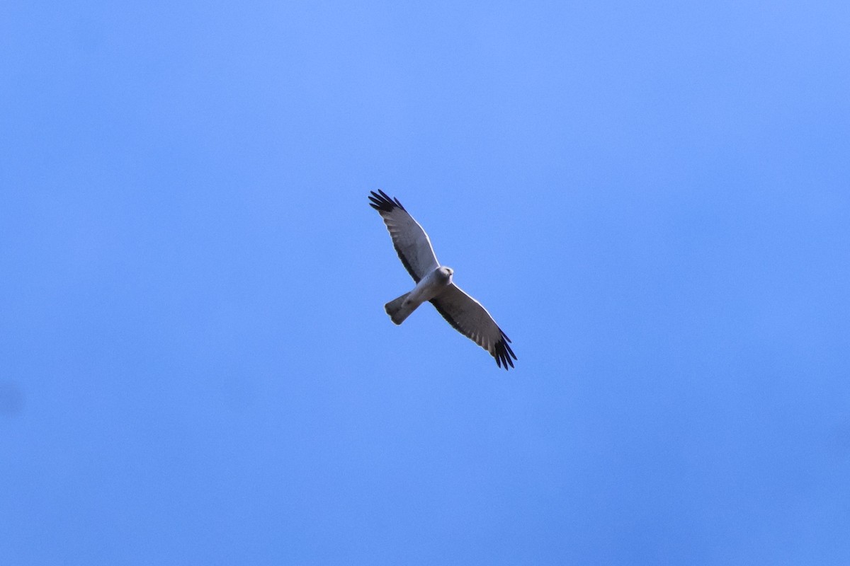 זרון אמריקני - ML634286946